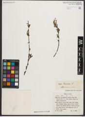 Foto von Salix triandra L.